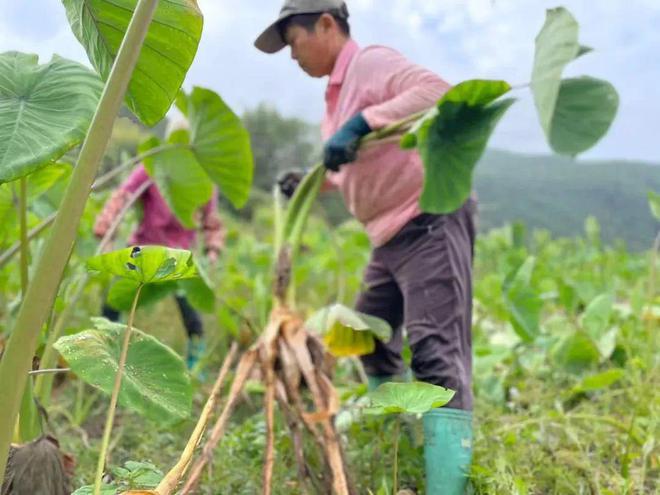 主食——乐昌香芋百搭CP！好评无数！低卡低脂老少皆宜！PG麻将胡了模拟器更粉！更香！更细腻！好吃不发胖的神仙(图4)
