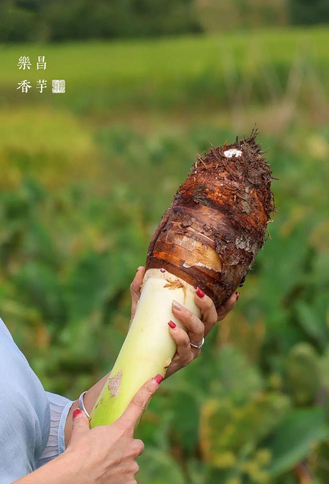 主食——乐昌香芋百搭CP！好评无数！低卡低脂老少皆宜！PG麻将胡了模拟器更粉！更香！更细腻！好吃不发胖的神仙(图22)